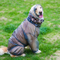 Dog Raincoat, Fashion Large Dog Waterproof Rainwear Rain Jacket Four-Legs Jumpsuit Hoodies Long Sleeves TPU Raincoat for Large Dogs